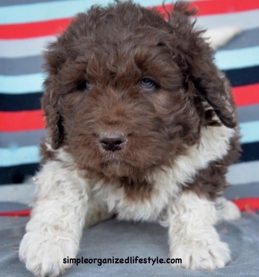 newfypoo newfiedoodle puppy